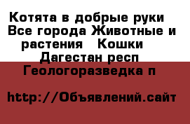 Котята в добрые руки - Все города Животные и растения » Кошки   . Дагестан респ.,Геологоразведка п.